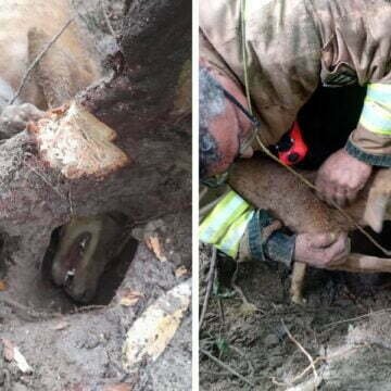 Cachorra fica presa em raiz de arvore e é resgatada por bombeiros voluntários