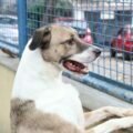 Feira de adoção de cães será realizada neste sábado no Centro de Tubarão