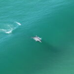 Último sobrevoo da temporada não detecta baleias-francas na costa catarinense