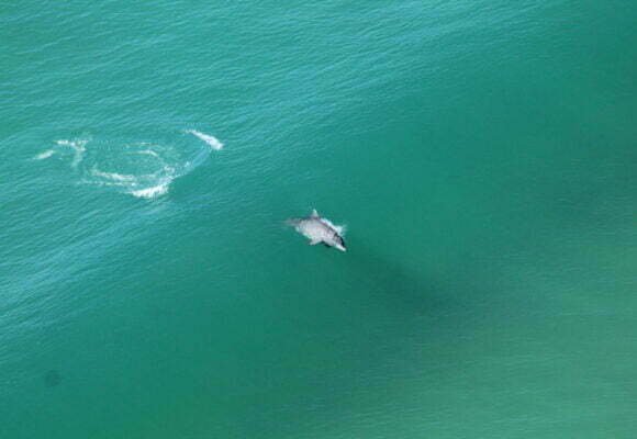 Último sobrevoo da temporada não detecta baleias-francas na costa catarinense