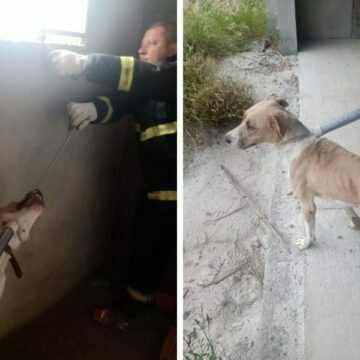 Cachorro é resgatado após ser encontrado amarrado em banheiro de obra abandonada
