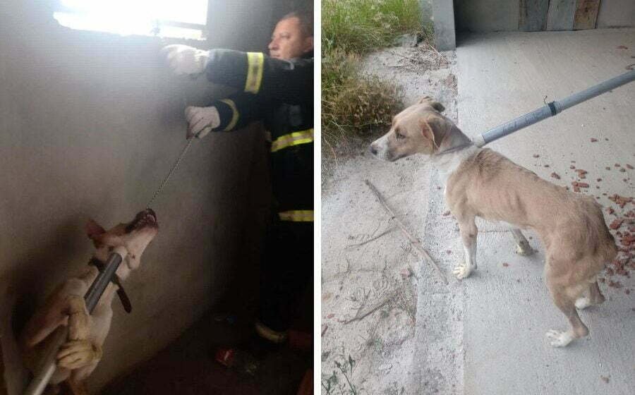 Cachorro é resgatado após ser encontrado amarrado em banheiro de obra abandonada