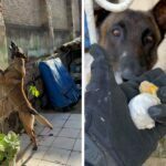 Pacotes de ecstasy e crack são encontrados por cão farejador em casa abandonada; VÍDEO