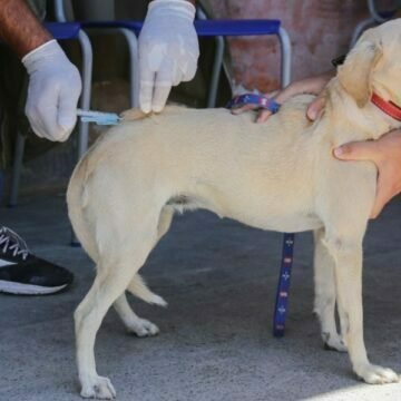 Prefeitura de Laguna abre credenciamento para vacinação de cães