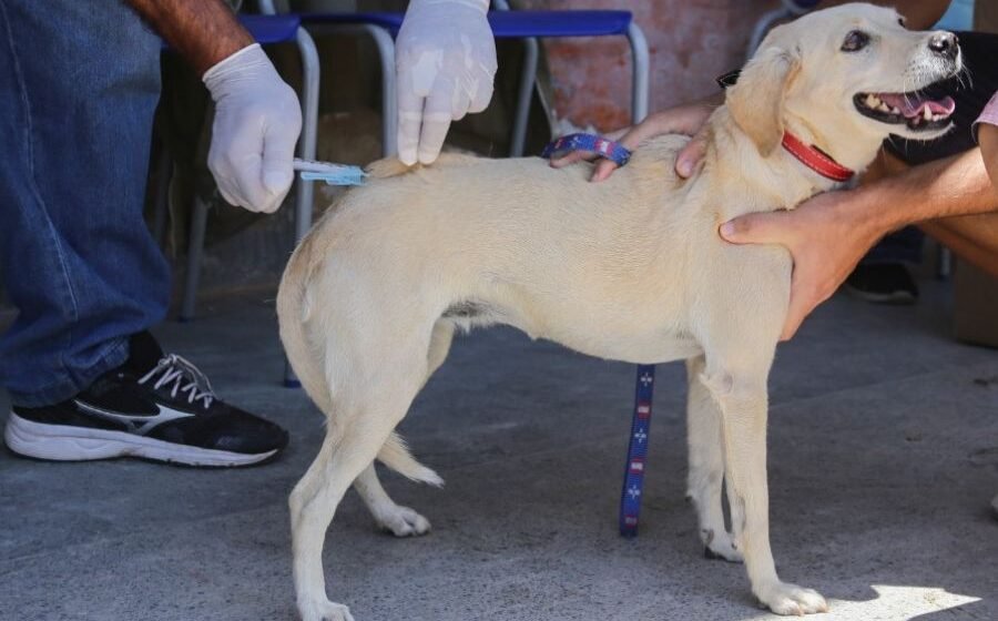 Prefeitura de Laguna abre credenciamento para vacinação de cães