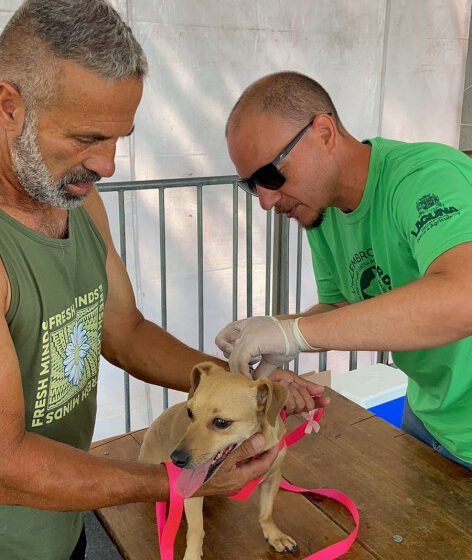 Laguna realiza mutirão para vacinação em animais de rua, de protetores e de família de baixa renda
