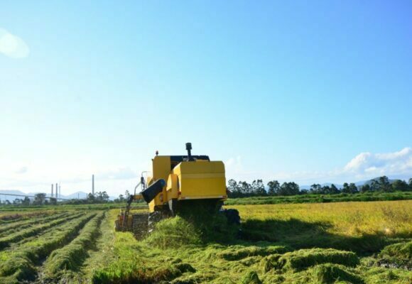 Abertura oficial da Colheita do Arroz deste ano é lançada em Tubarão