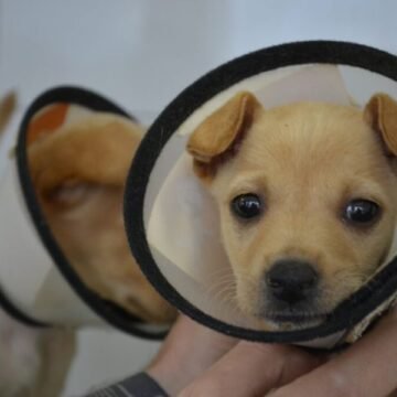 Serviço de emergência para pets em situação de rua já realizou mais de 650 atendimentos em Tubarão Serviço de emergência para pets em situação de rua já realizou mais de 650 atendimentos em Tubarão
