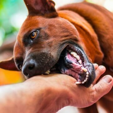 Homem é atacado por cinco cachorros enquanto andava na rua