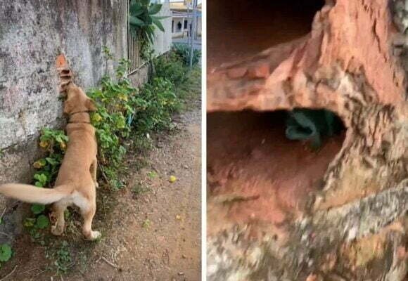 Cão farejador encontra drogas escondidas em vários pontos após jovem ser preso traficando; VÍDEO