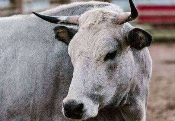 Polícia Militar inicia Operação Quaresma contra os maus-tratos de animais em Santa Catarina