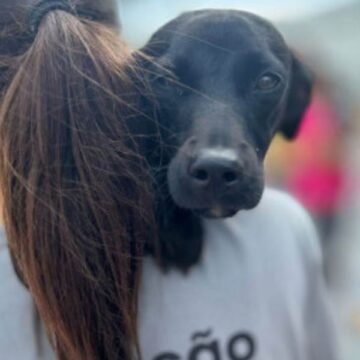 Programa de castração de animais de Laguna recebe reconhecimento na Alesc