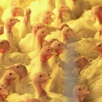 Governo de SC emite alerta reforçando medidas de prevenção contra a Influenza Aviária