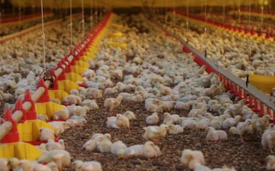 Exportações de carne de frango registram alta de 27,8%  no faturamento de SC