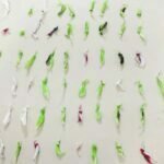 Traficante tenta disfarçar, mas é preso com mais de 50 pedras de crack em Tubarão