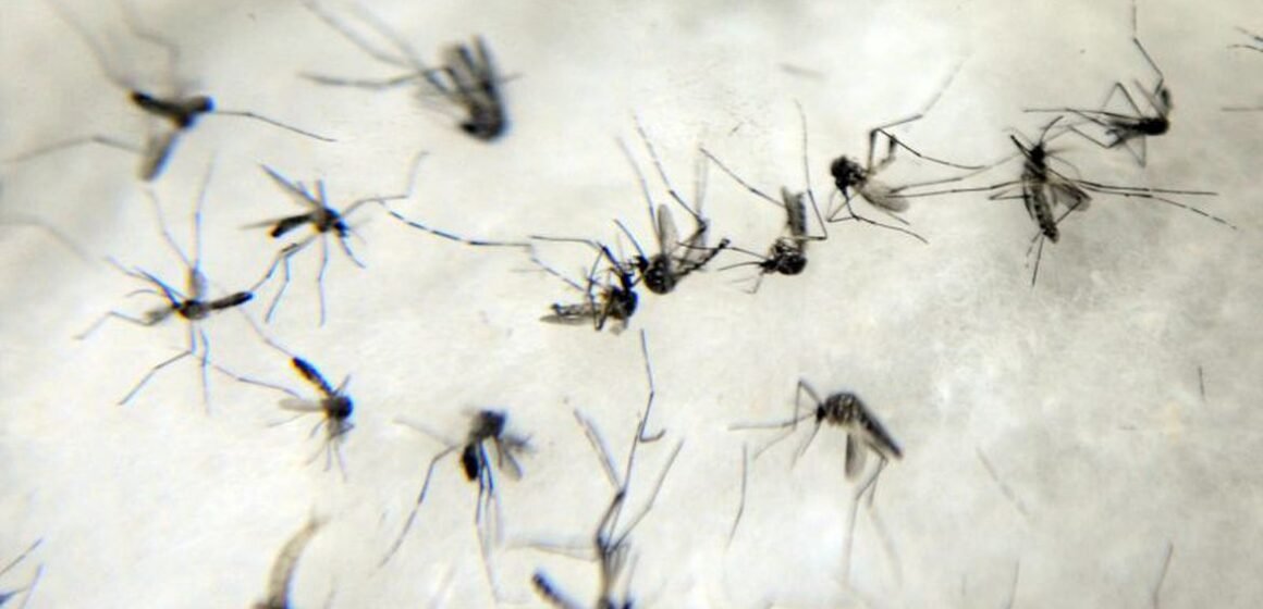 São Ludgero confirma mais dois casos de dengue no município