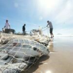 Pesca artesanal da tainha começa nesta segunda-feira (1)