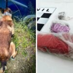 Polícia Militar apreende drogas escondidas em carros