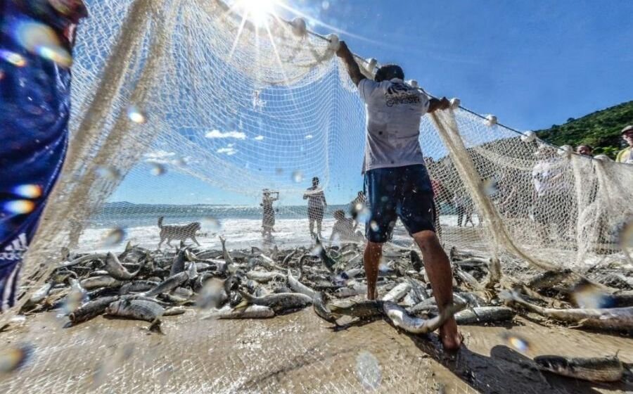 Santa Catarina tenta reverter proibição da pesca industrial da tainha e ampliar cotas para pesca artesanal