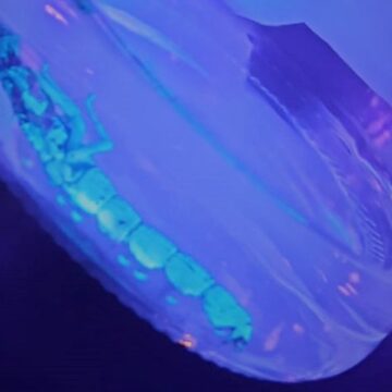 Escorpiões amarelos são encontrados em residência de Gravatal Escorpiões amarelos são encontrados em residência de Gravatal