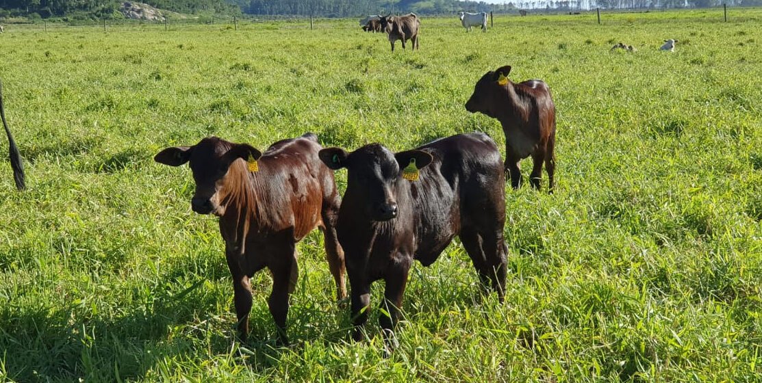 Feira Agropecuária de Tubarão tem início nesta quinta-feira (25); confira a programação