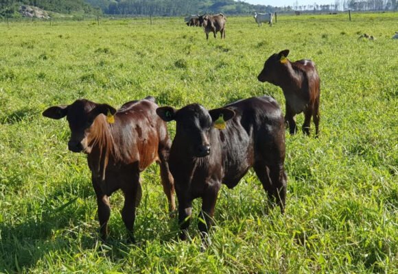 Feira Agropecuária de Tubarão tem início nesta quinta-feira (25); confira a programação