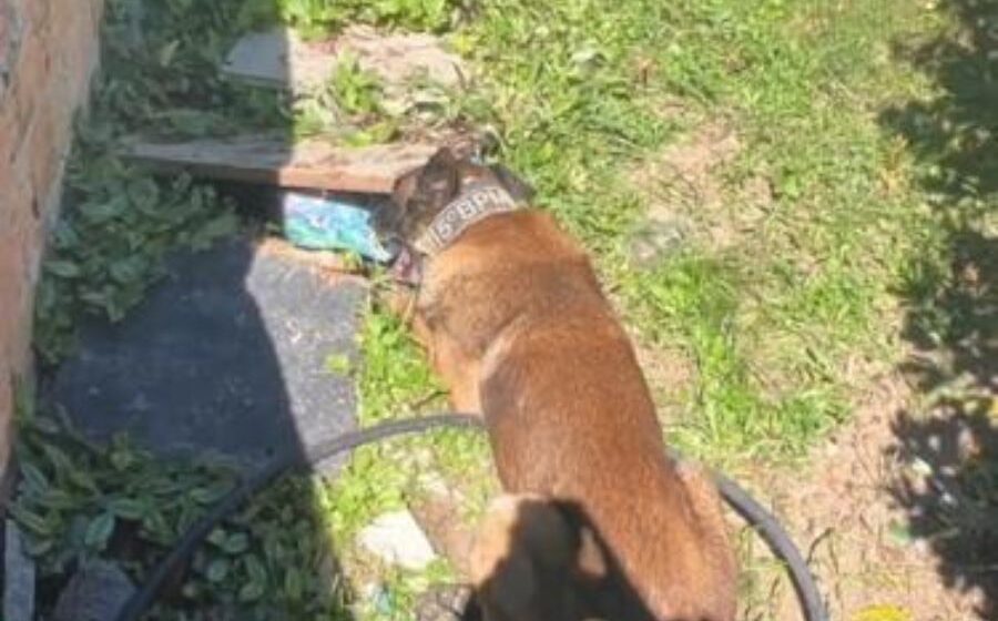 Polícia Militar apreende três quilos de maconha durante operação (VÍDEO)