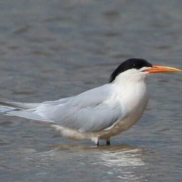 Santa Catarina  registra 1º caso de gripe aviária da história no estado