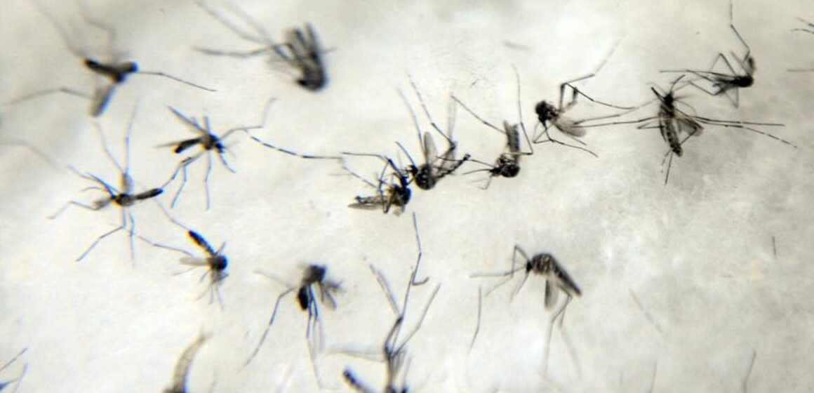 Nova vacina contra a dengue aprovada em março chega ao Brasil na próxima semana