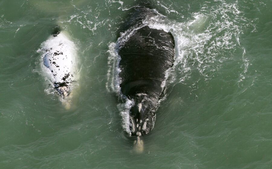 Imbituba: Expectativa para próxima temporada das baleias-francas é alta
