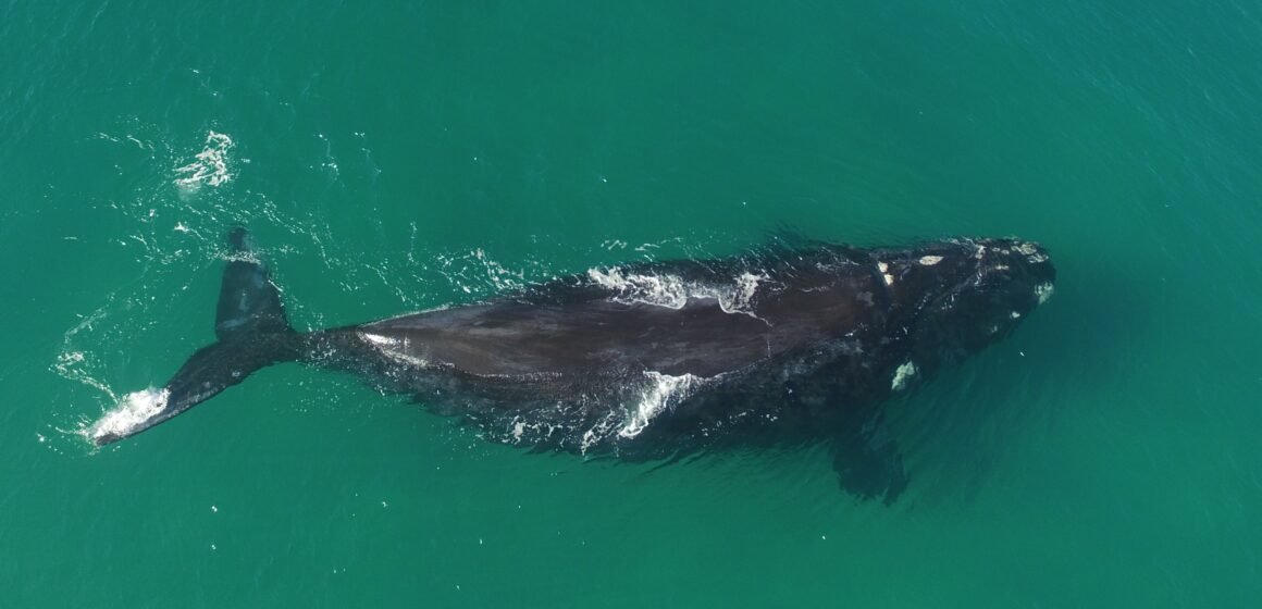 Turismo embarcado para observação de baleias será autorizado nesta temporada