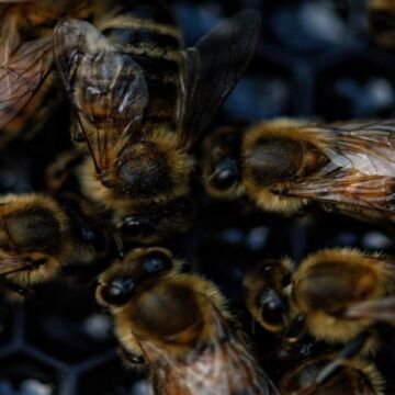 Família é atacada por enxame de abelhas no sul do estado