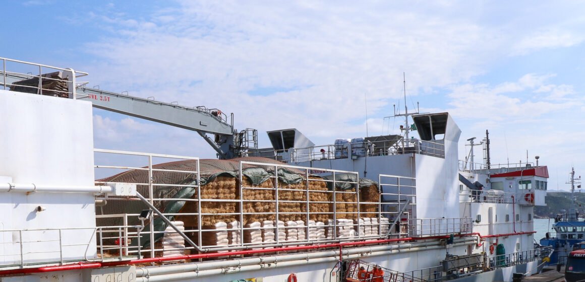 Porto de Imbituba exporta 3.595 bois vivos para a Turquia