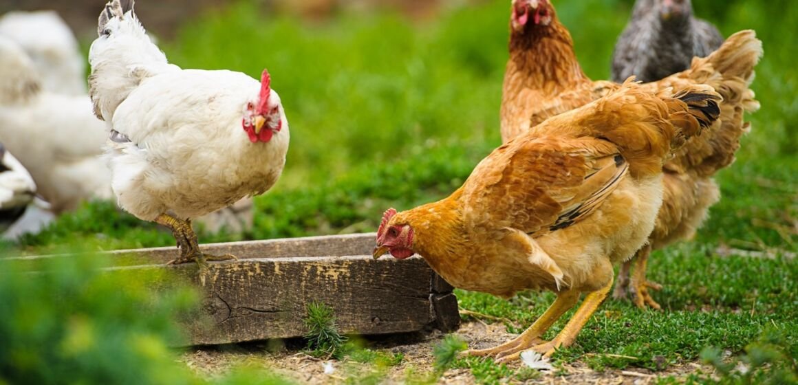 Governo estadual decreta estado de emergência zoossanitária devido a casos de gripe aviária