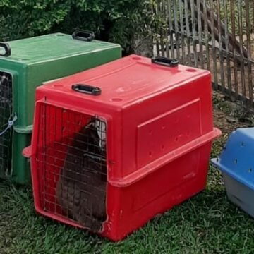 Após denúncia, Funat realiza castração de cães e monitora bem-estar dos animais