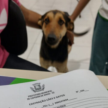 Capivari de Baixo realizou mais de 200 castrações em cães e gatos nos últimos três meses