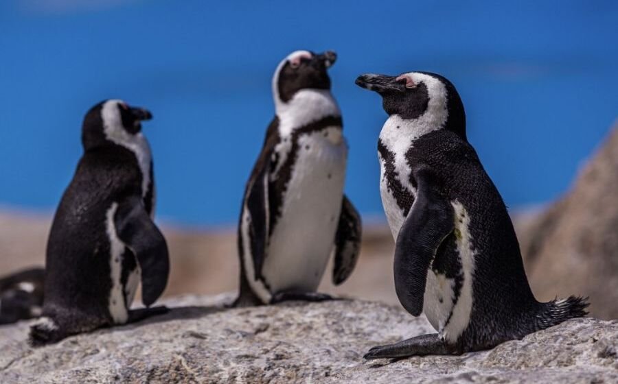 Gripe aviária atinge pinguins na região sul de Santa Catarina