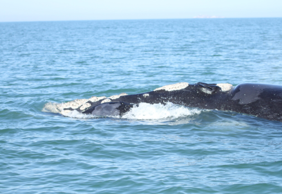 Imbituba registra presença de 52 baleias-francas no mês de agosto