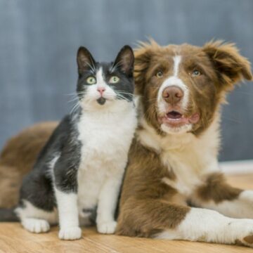 Deputado Estadual protocola projeto de lei para proibir venda de cães e gatos pela internet em SC