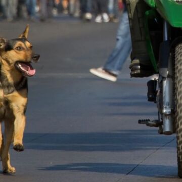 Família é condenada a indenizar motociclista por acidente causado por cão