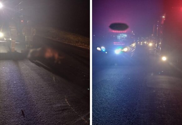 Automóvel colide com vaca na BR-101