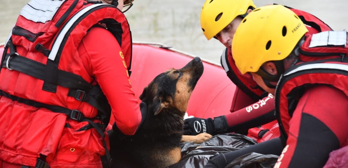 Cão auxilia o Corpo de Bombeiros a resgatar o tutor em hipotermia