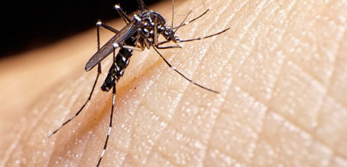 Dengue: aumentam os números de focos e de casos confirmados em Tubarão