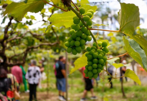 XVI Vindima Goethe: eventos ocorrerão nos municípios que fazem parte dos Vales da Uva Goethe