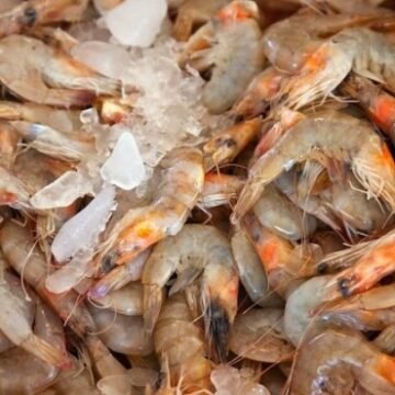 Pescador que capturava camarões em período de defeso tem pena mantida pelo Tribunal