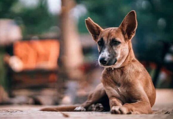 Capivari de Baixo recebe mais de R$ 100 mil para castrações e ações de bem-estar animal