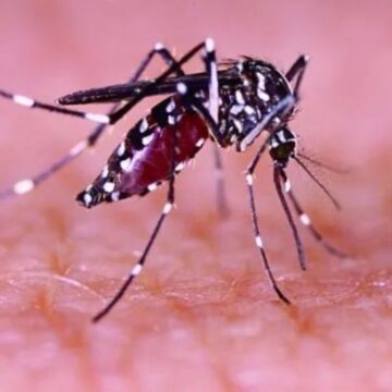 Brasil é o país que mais tem casos dengue no mundo