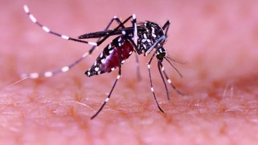 Brasil é o país que mais tem casos dengue no mundo