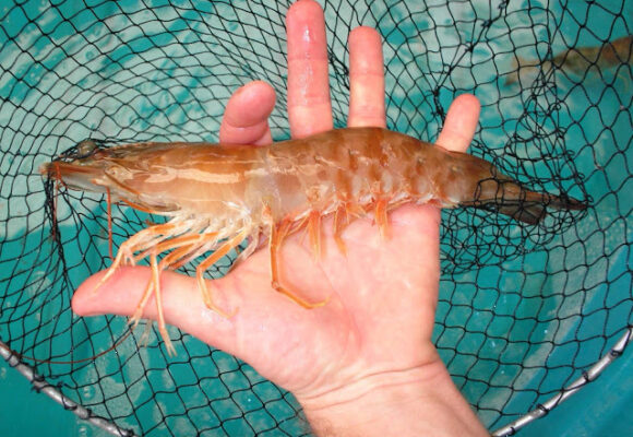 Portaria garante regras para pesca artesanal de camarão em SC