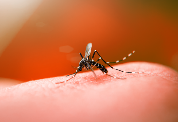 Mais de 72 mil focos no mosquito Aedes Aegypti foram identificado em 2023 em Santa Catarina